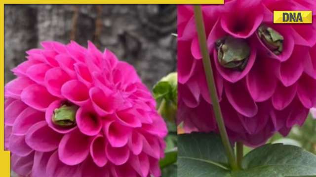 Viral Adorable Video Of Frogs Nestled Inside Dahlia Flowers Wins