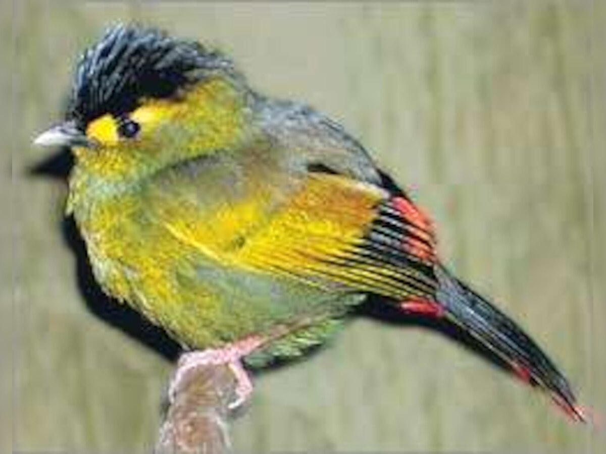 New species of a bird discovered in Arunachal Pradesh