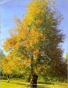 World's largest Chinar tree in Kashmir