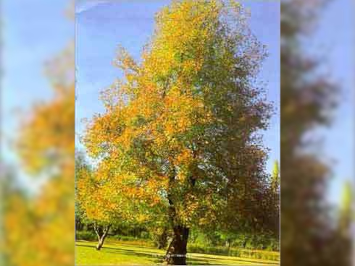 World's largest Chinar tree in Kashmir