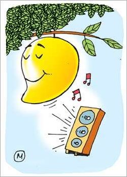 Here, music makes the mangoes sweeter