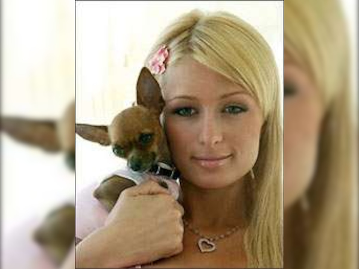 Paris Hilton blamed for epidemic of abandoned chihuahuas