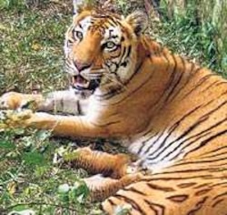 Panna gets cat, but misses date with a virgin tigress