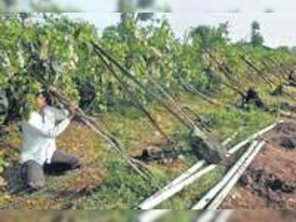 Nashik grape farmers’ hopes are gone with the rains