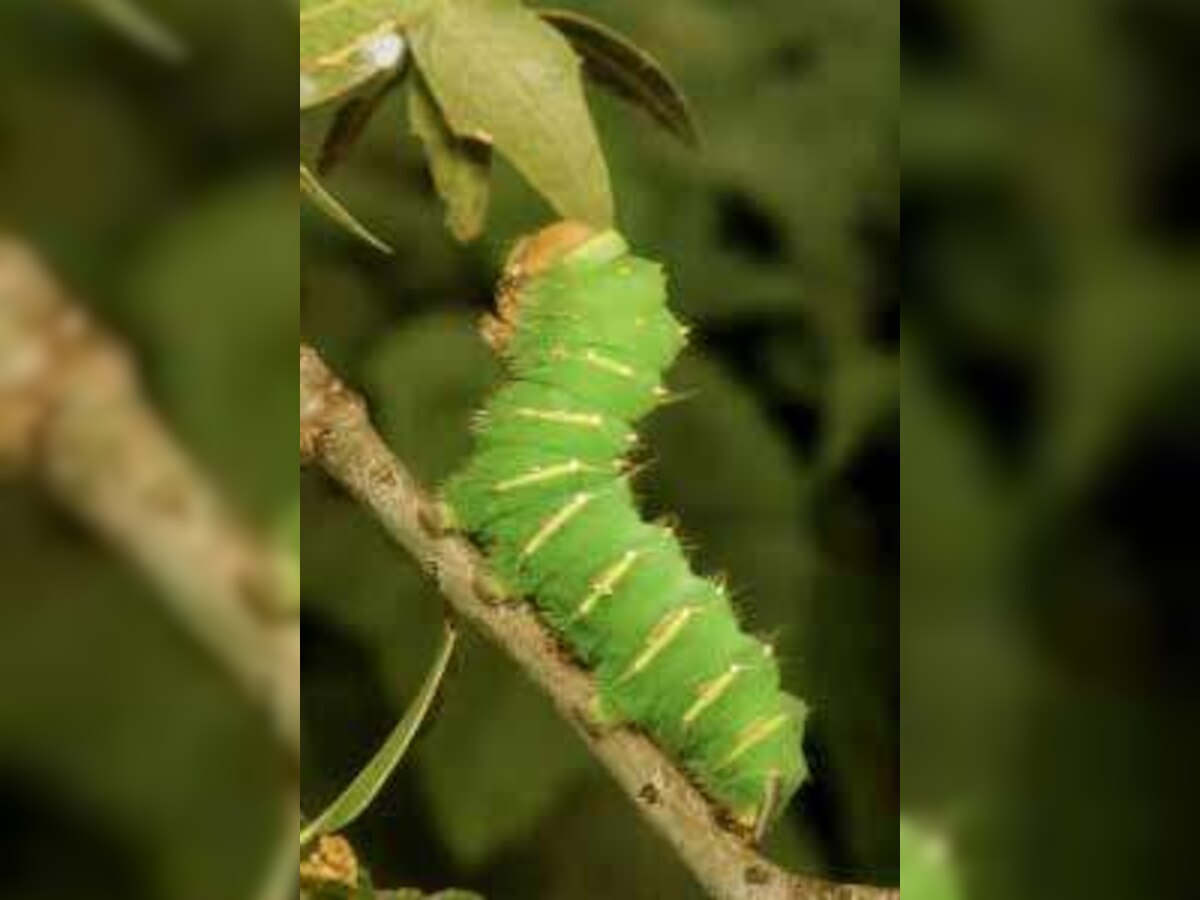 What attracts silkworms to mulberry leaves revealed