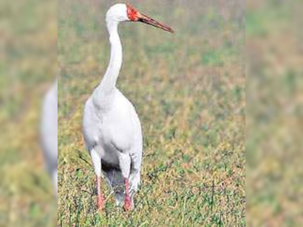 Girnar’s mysterious Siberian cranes!