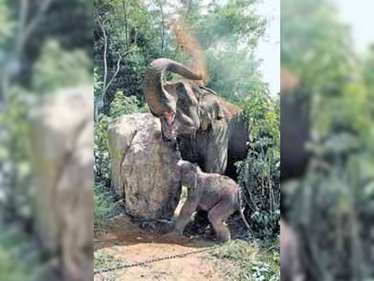 Attaboy! BBP cheers new elephant calf