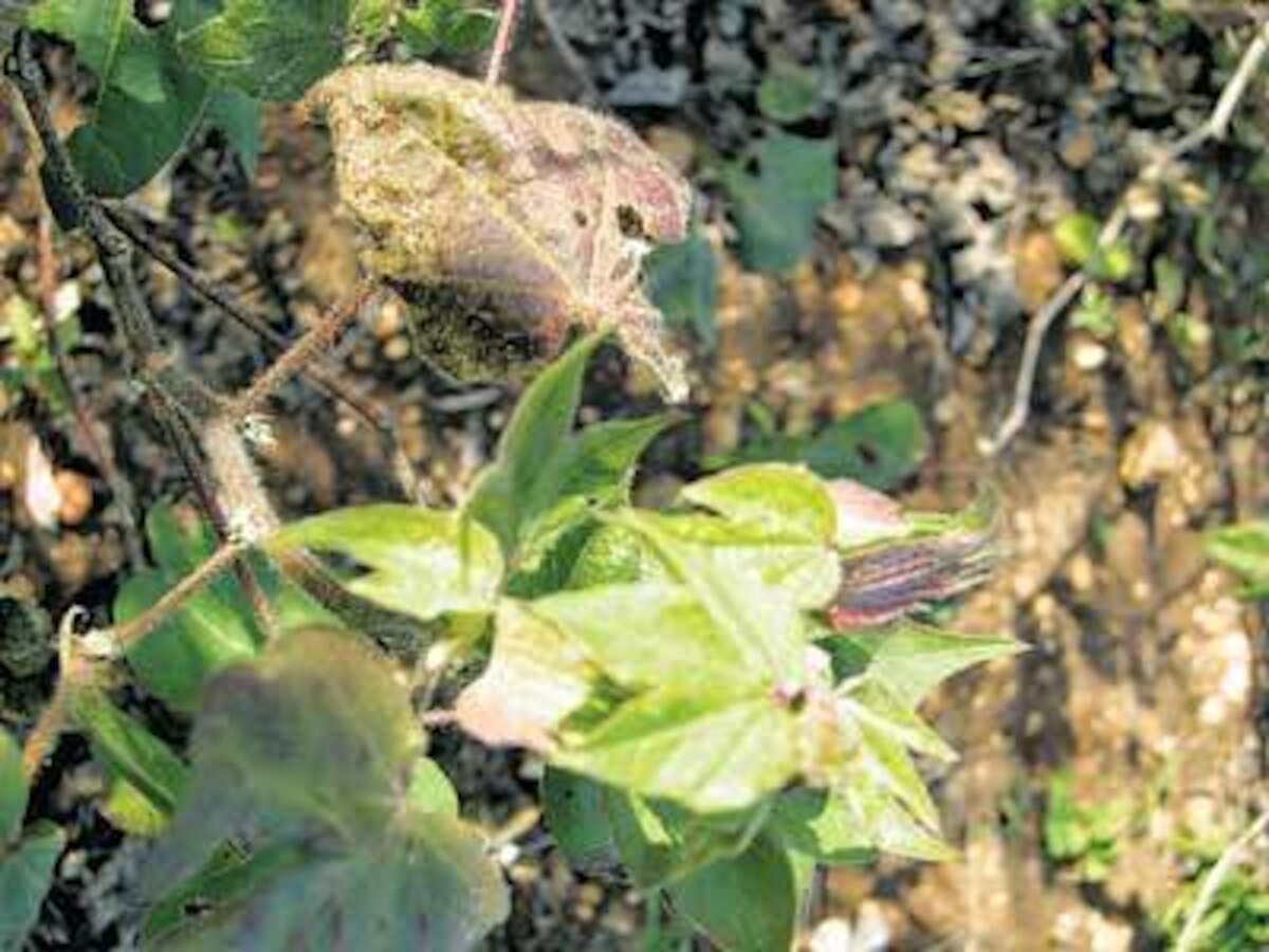 Soil in Wardha district deficient in 18 micronutrients: Study