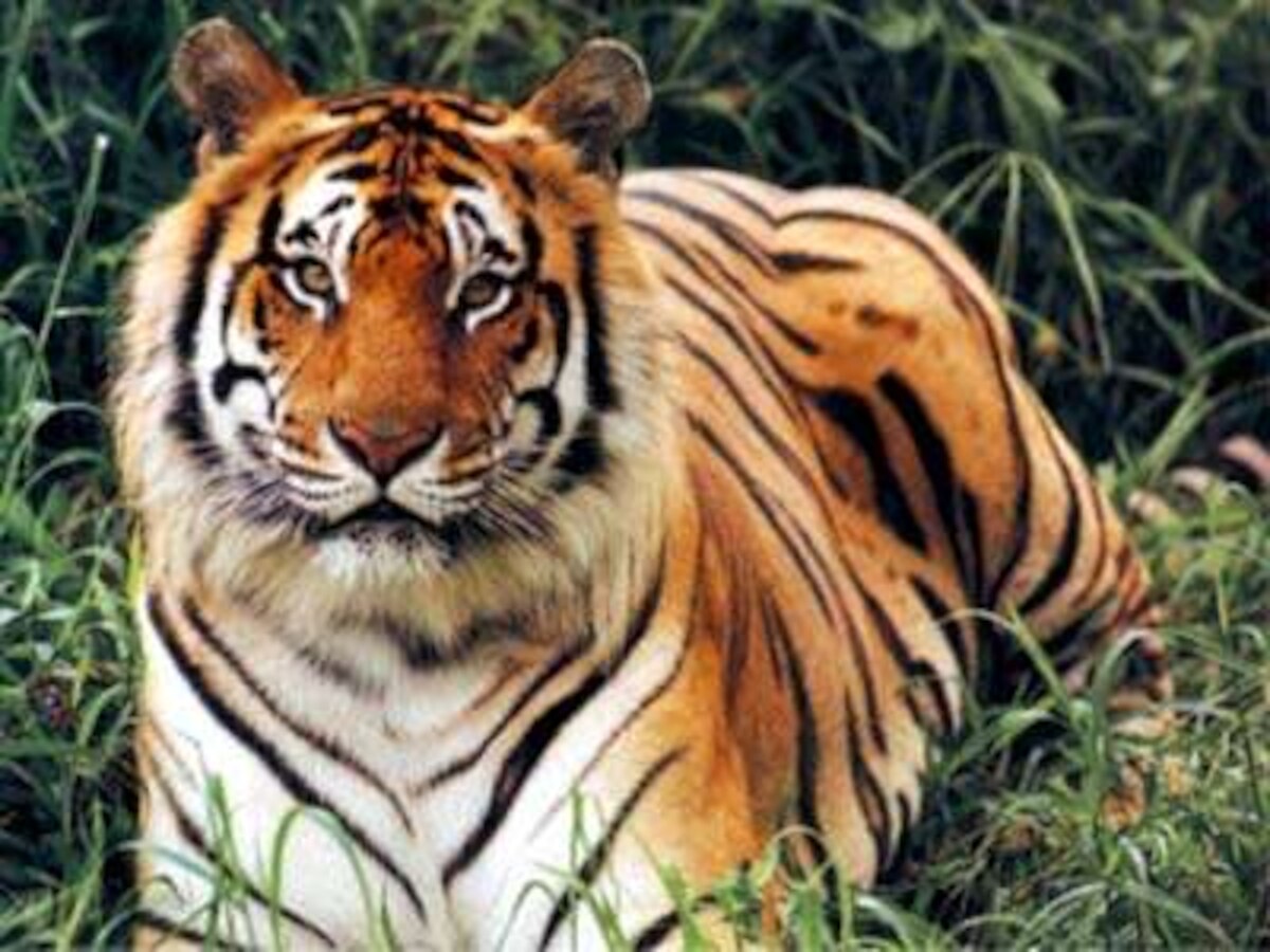 Madhya Pradesh loses 19 tigers in 13 months