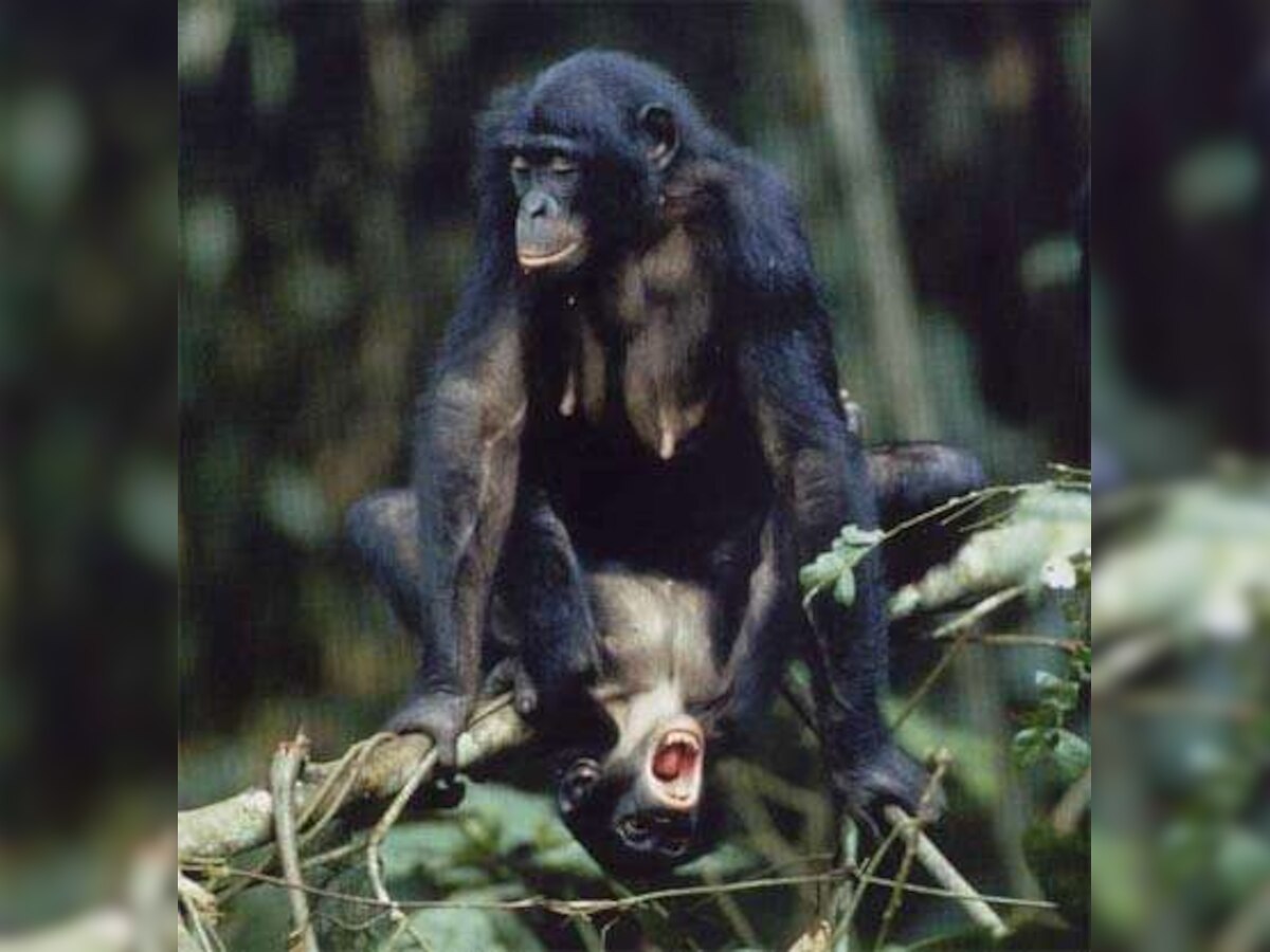 Like humans, bonobos too believe in sharing food 