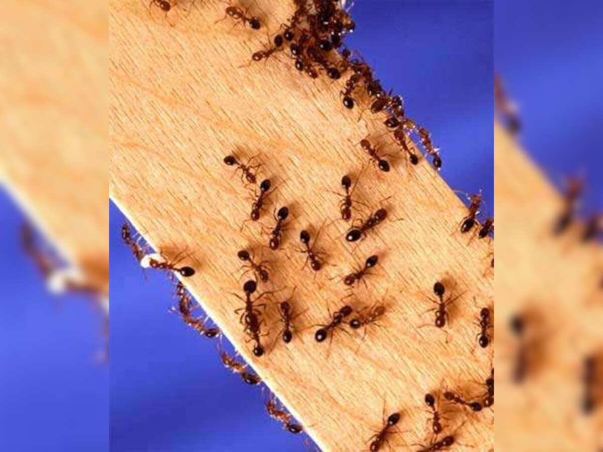 Heroic altruistic ants die alone to save colony