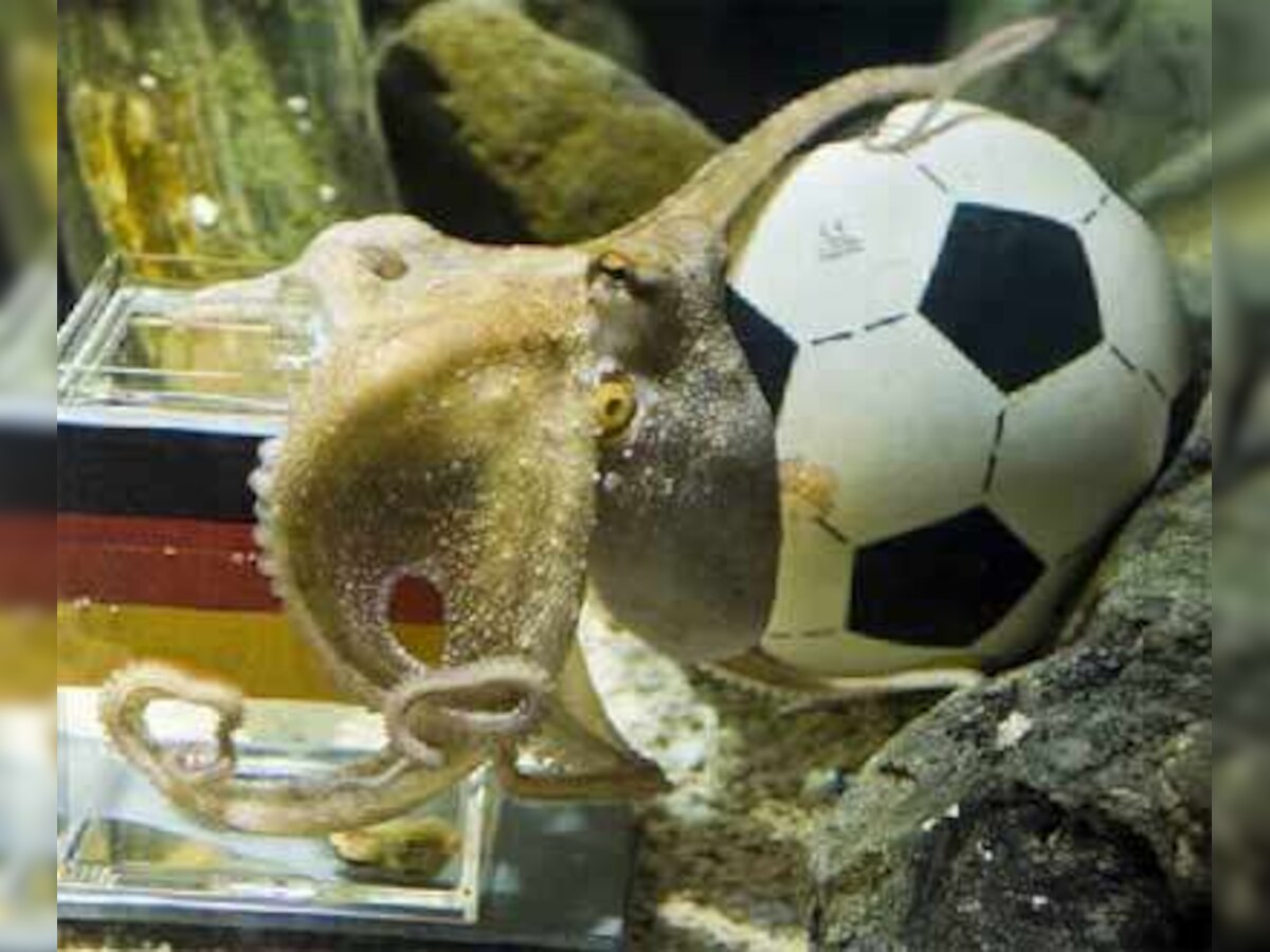 Psychic Octopus picks Germany to beat Argentina