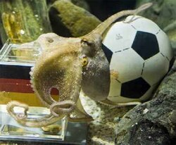 Psychic Octopus picks Germany to beat Argentina