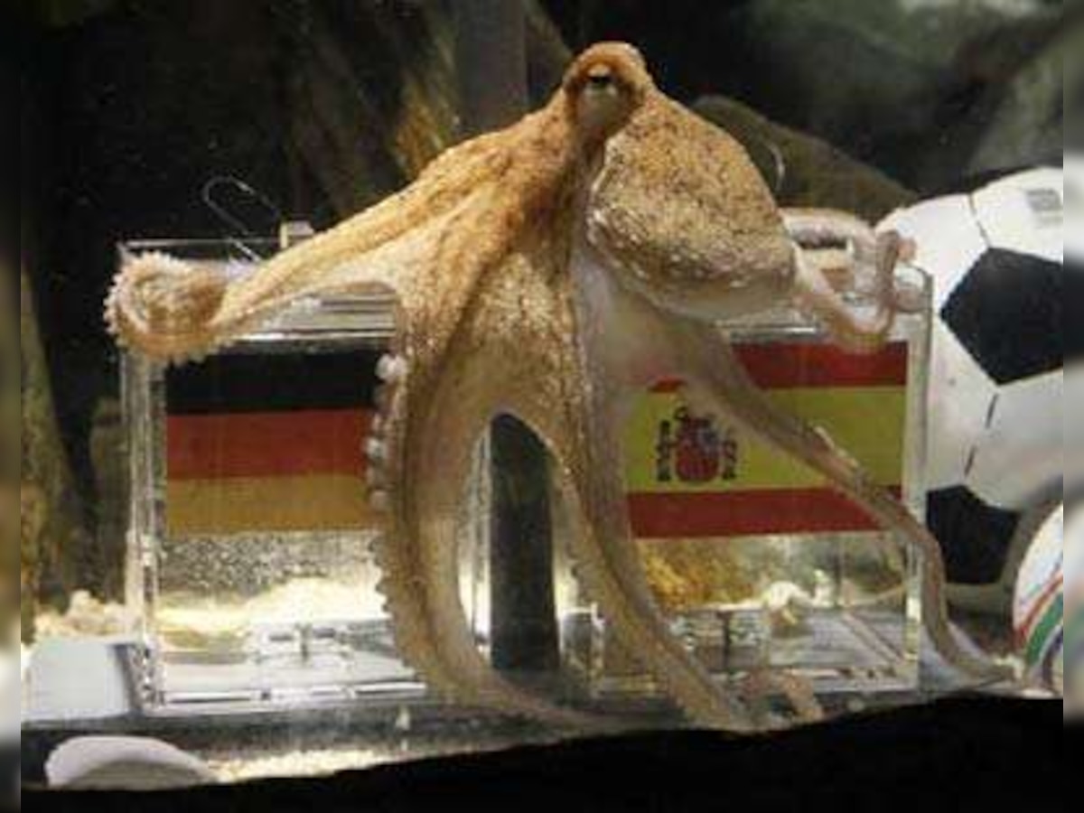 Kazakh bookmakers furious with Octopus Paul for their low profits