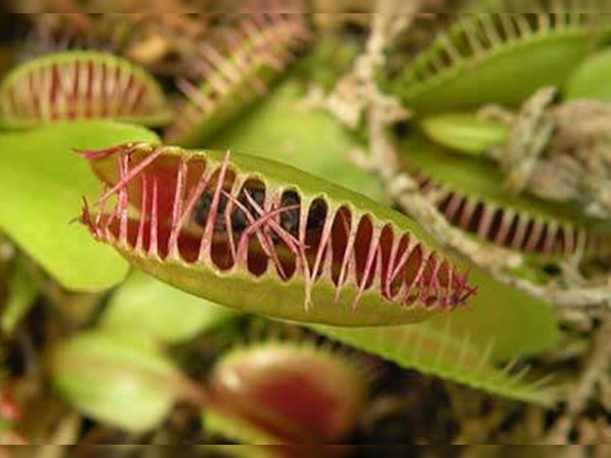 Venus Flytrap is not as merciless a killer as is believed