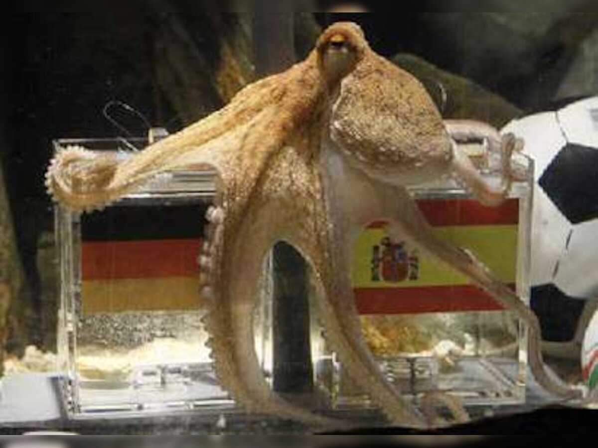 Is the death of Paul the Octopus all a cover-up?