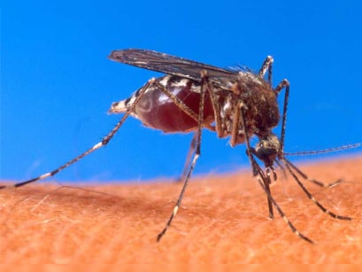 Malaria-infected cells stiffen, block blood flow to brain and other organs