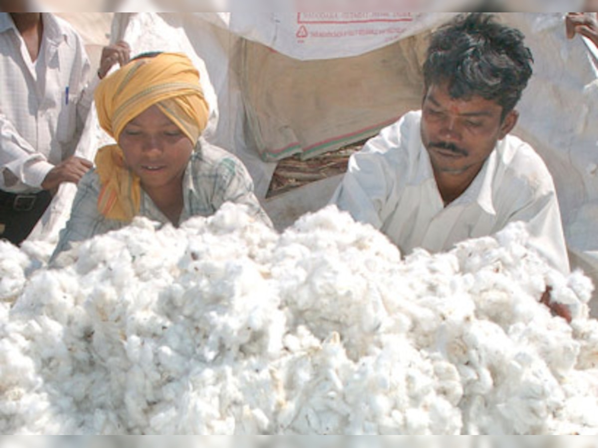 Sugarcane lobby triumphs, cotton farmers limp