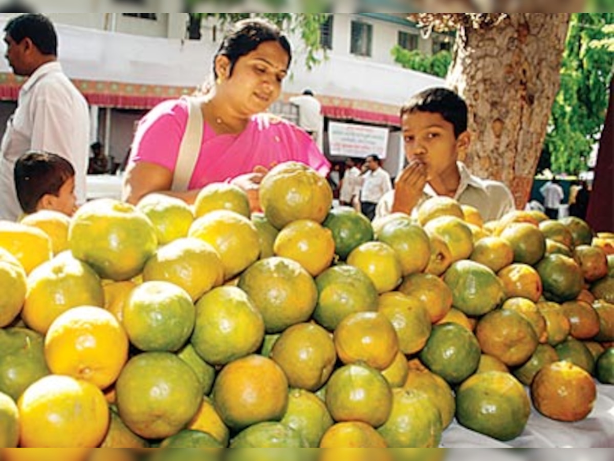 Orange farmers caught between rock and hard place