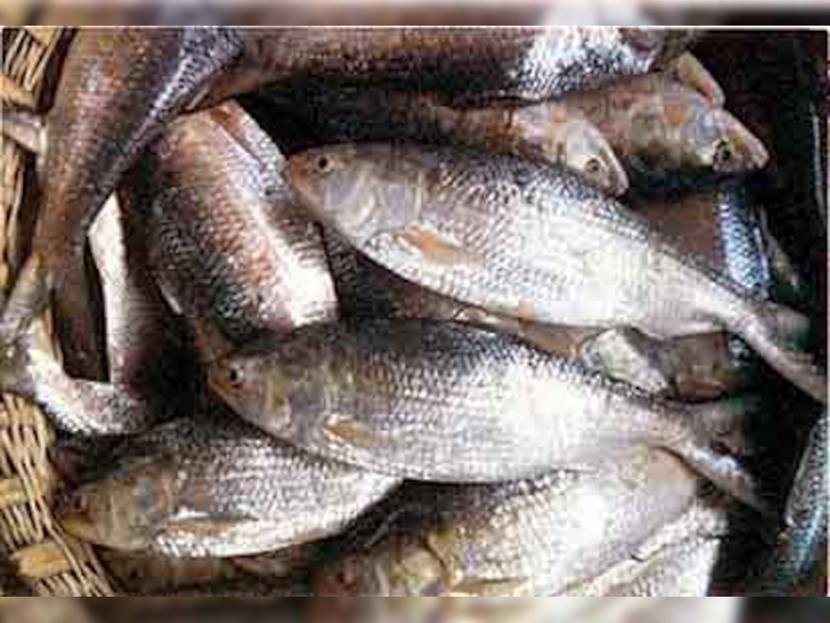 The case of the disappearing Hilsa