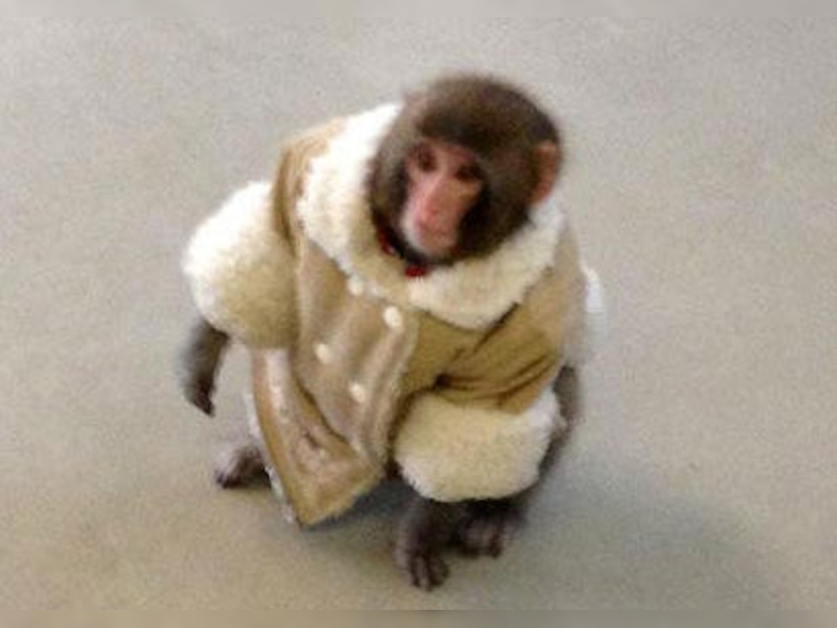 'Shearling coat' clad monkey on loose in IKEA's parking lot in Toronto goes viral on Twitter