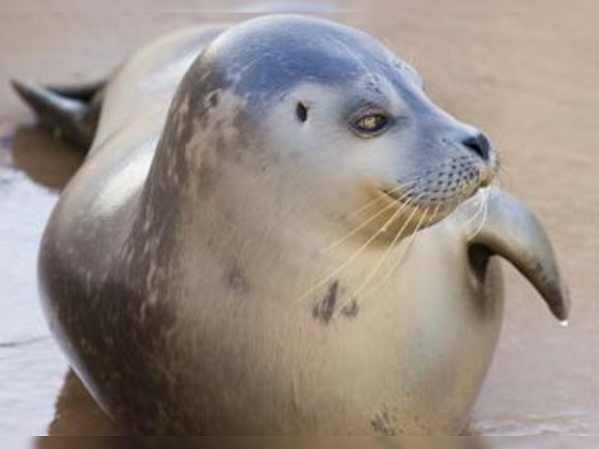 Seals require only half of their brain to fall asleep