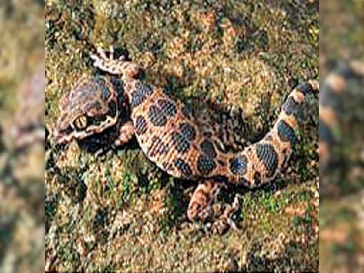 Thought extinct,  Jeypore  gecko makes a comeback