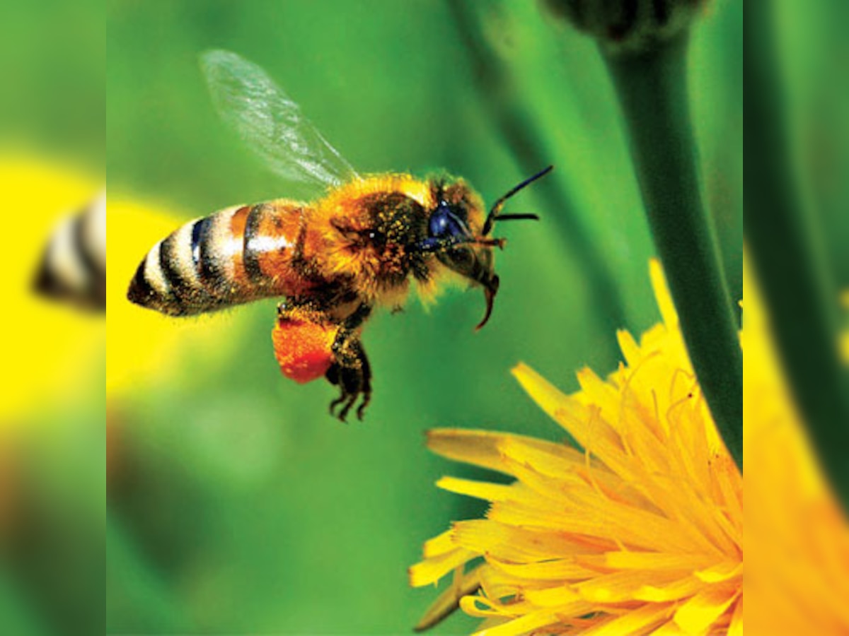 Are bees attracted to certain colours?