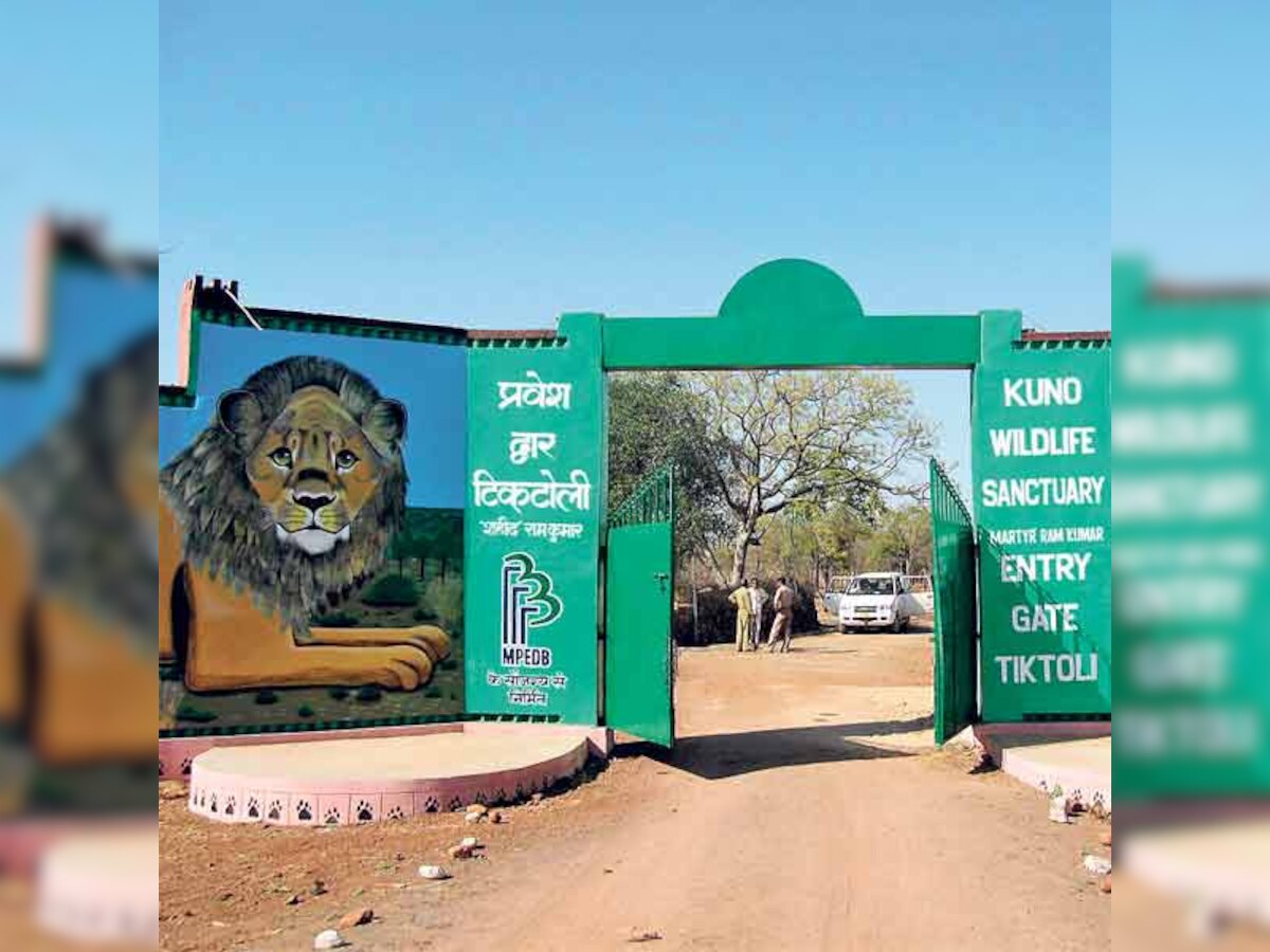 MP all set to welcome lions