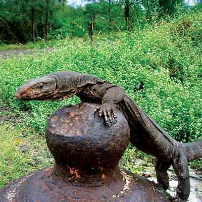 4-feet-long monitor lizard rescued 4-feet-long monitor lizard rescued