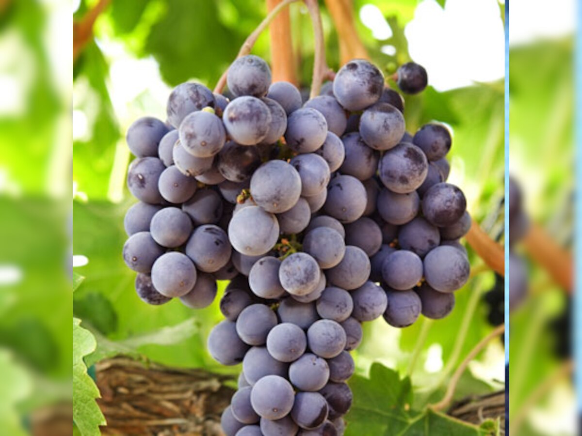 How grapes help reduce heart failure associated with hypertension