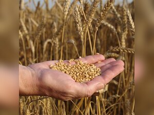 Cabinet defers Food Bill Ordinance; eyes special session of Parliament 