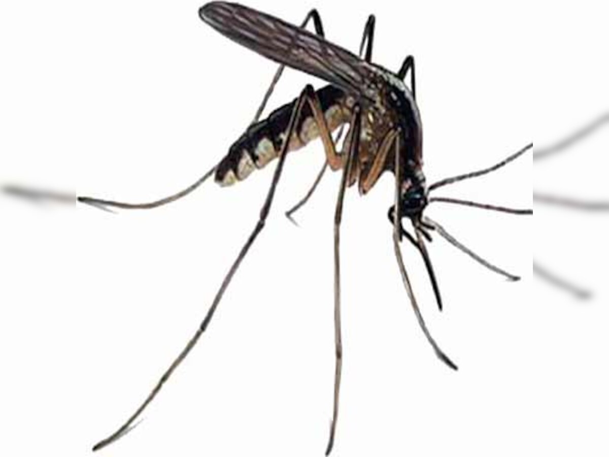 Sting of dengue at a feverish high in Bangalore