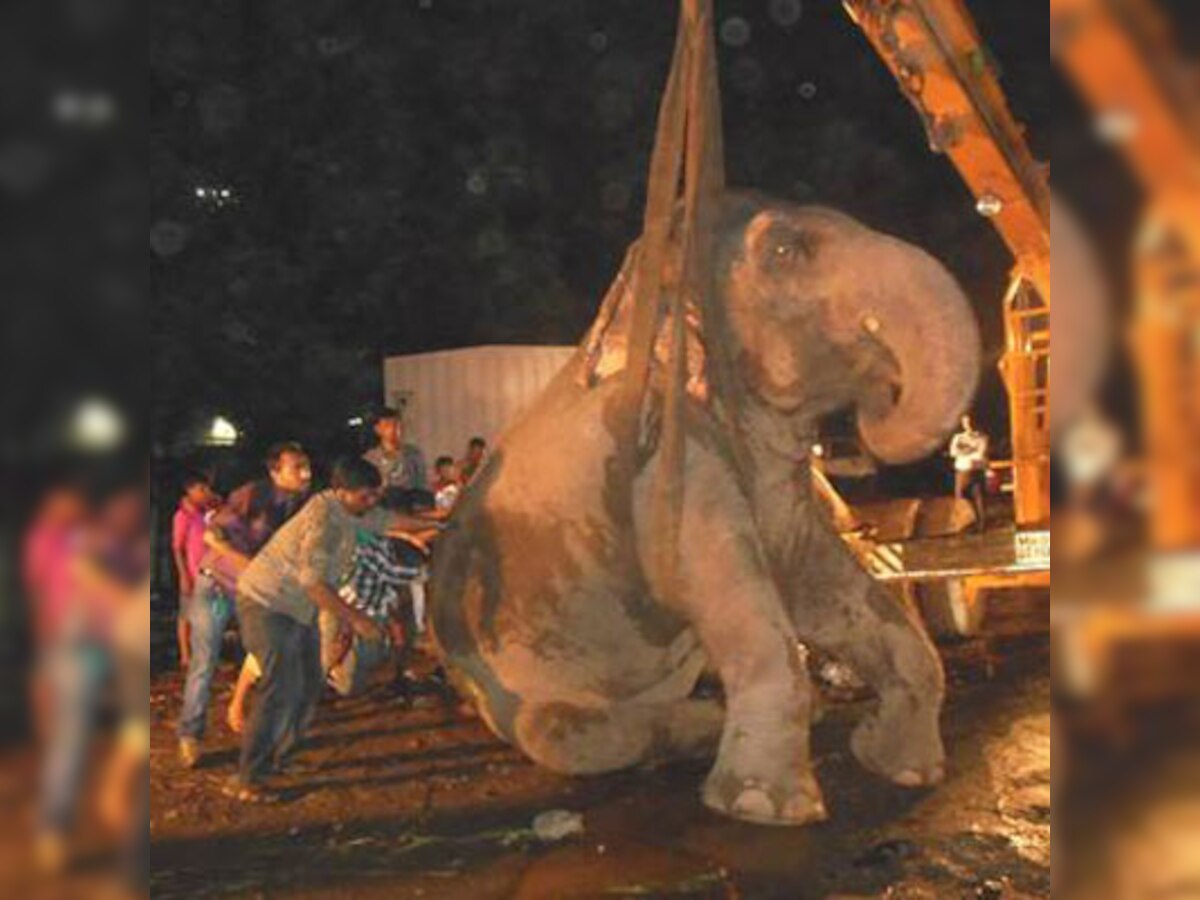 Save Bijlee, Amitabh Bachchan appeals to animal lovers 