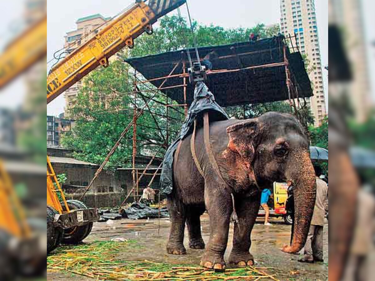 Bijlee's owners: Real animals