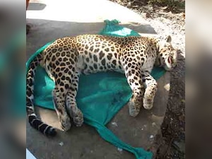SGNP leopards are not blood thirsty, afraid of humans: Research