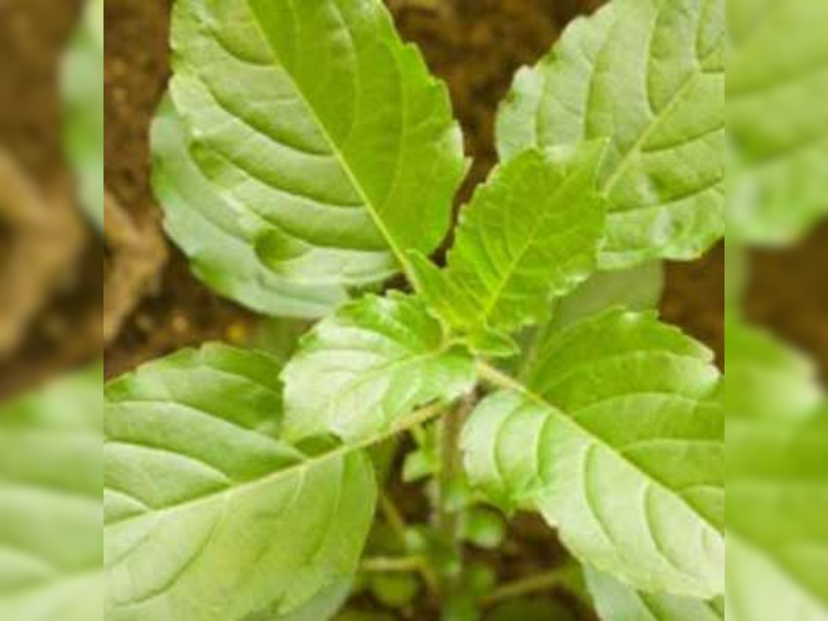 Top 10 health benefits of tulsi