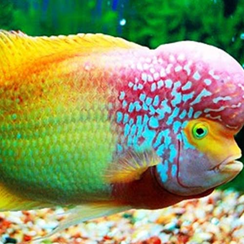 There's something fishy going on in Powai lake: Foreign fish making a ...