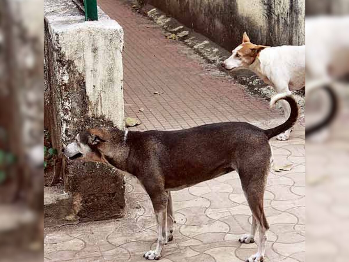 Lack of space derails Navi Mumbai Municipal Corporation's stray-sterilisation programme