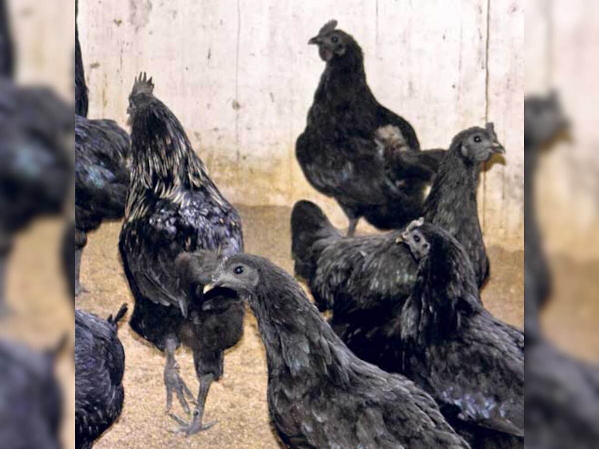 Endangered Kadaknath gets a new lease of life in Mhow