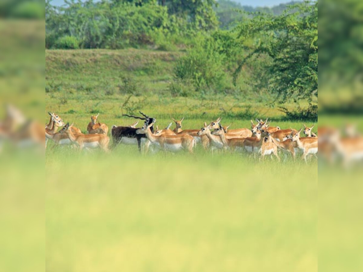 Going to Thol? Don't miss the blackbucks