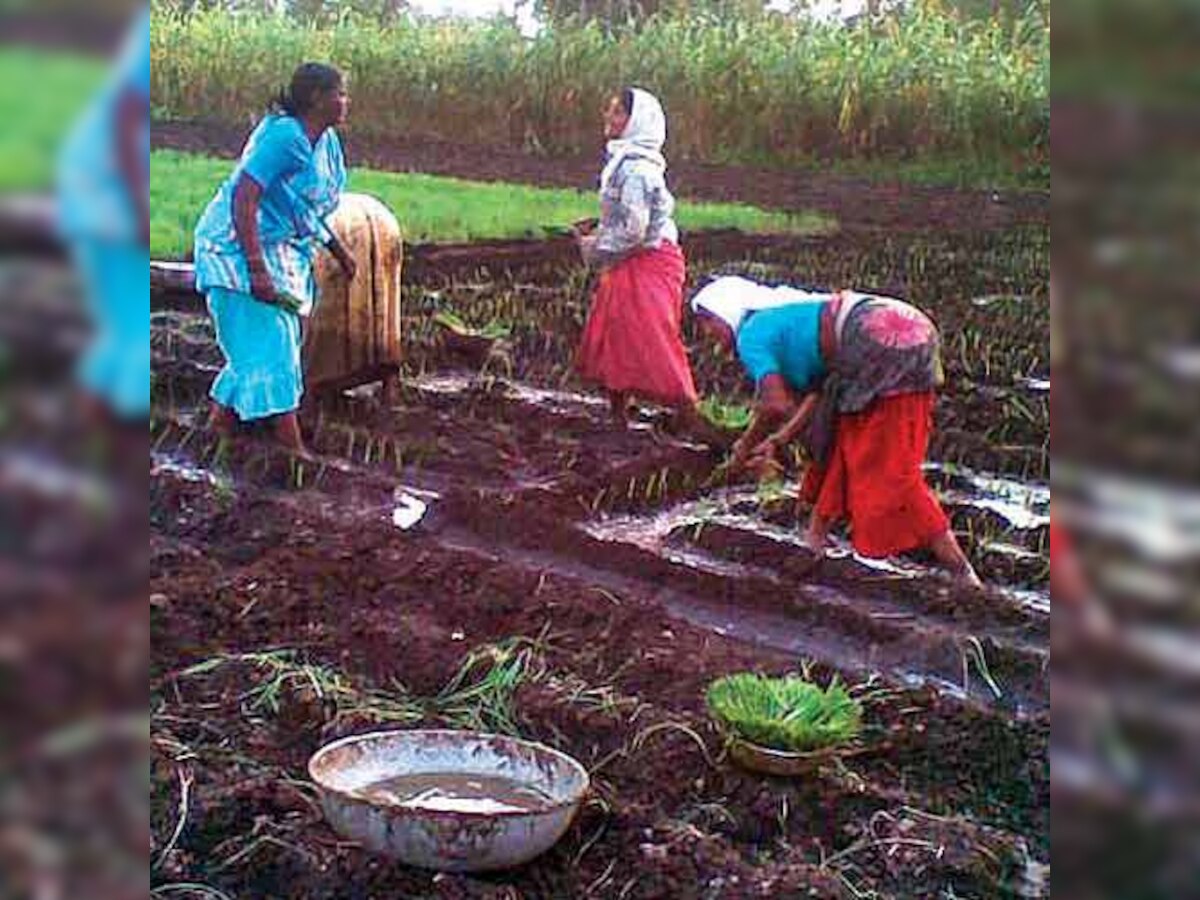 dna special: Seed shortage to keep onion prices soaring