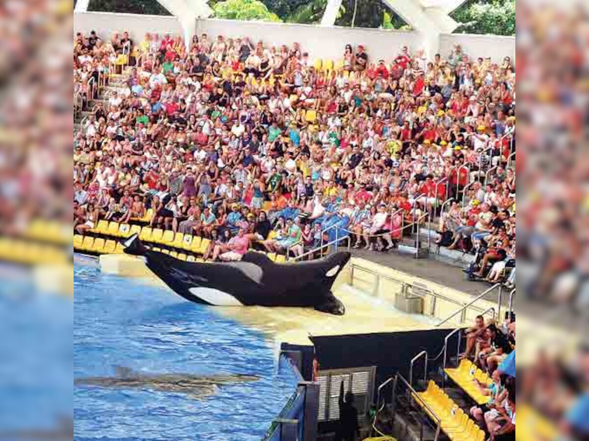 Film review: 'Blackfish'