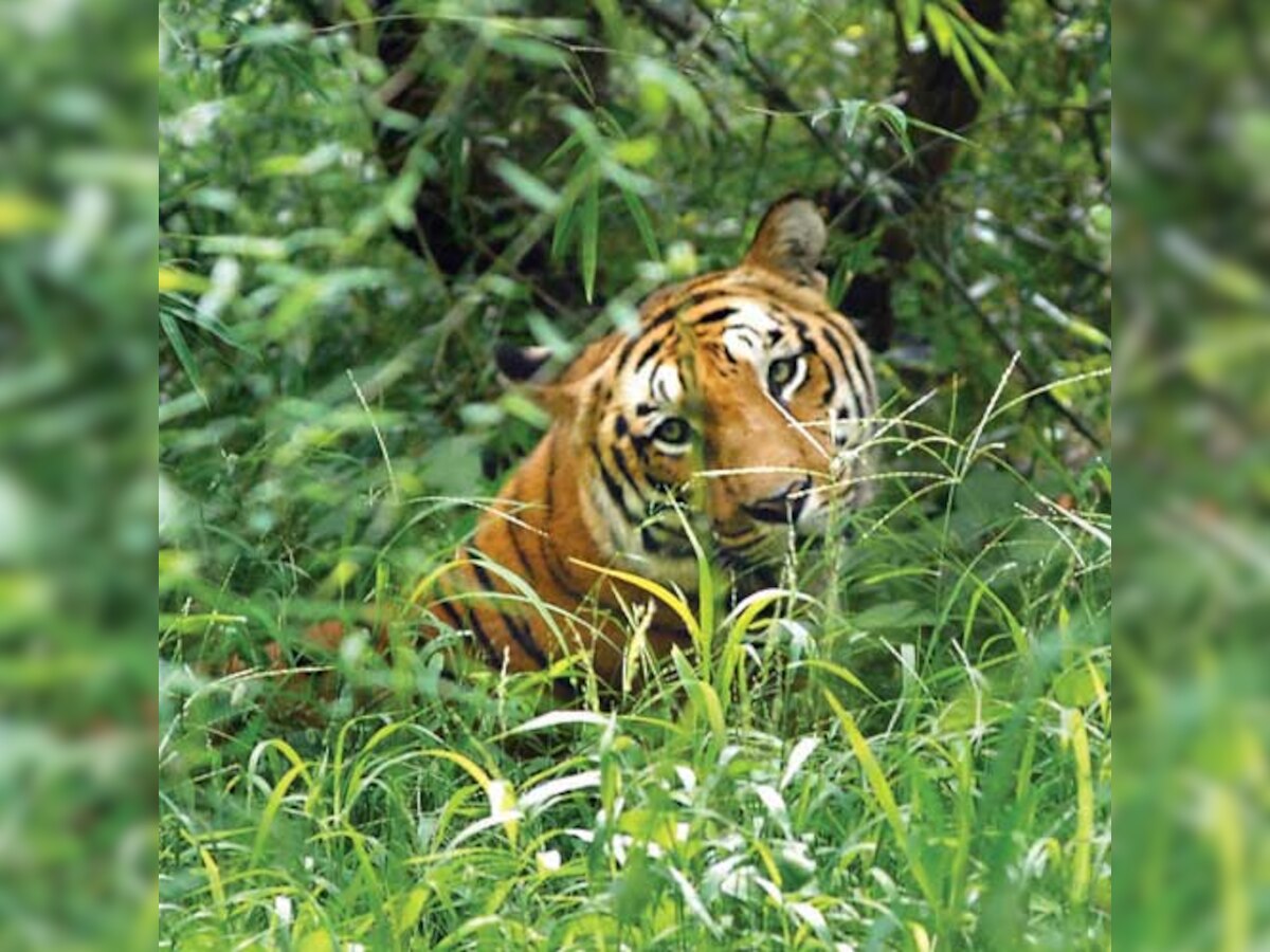 Salary woes put tigers in peril in Dandeli-Anshi reserve