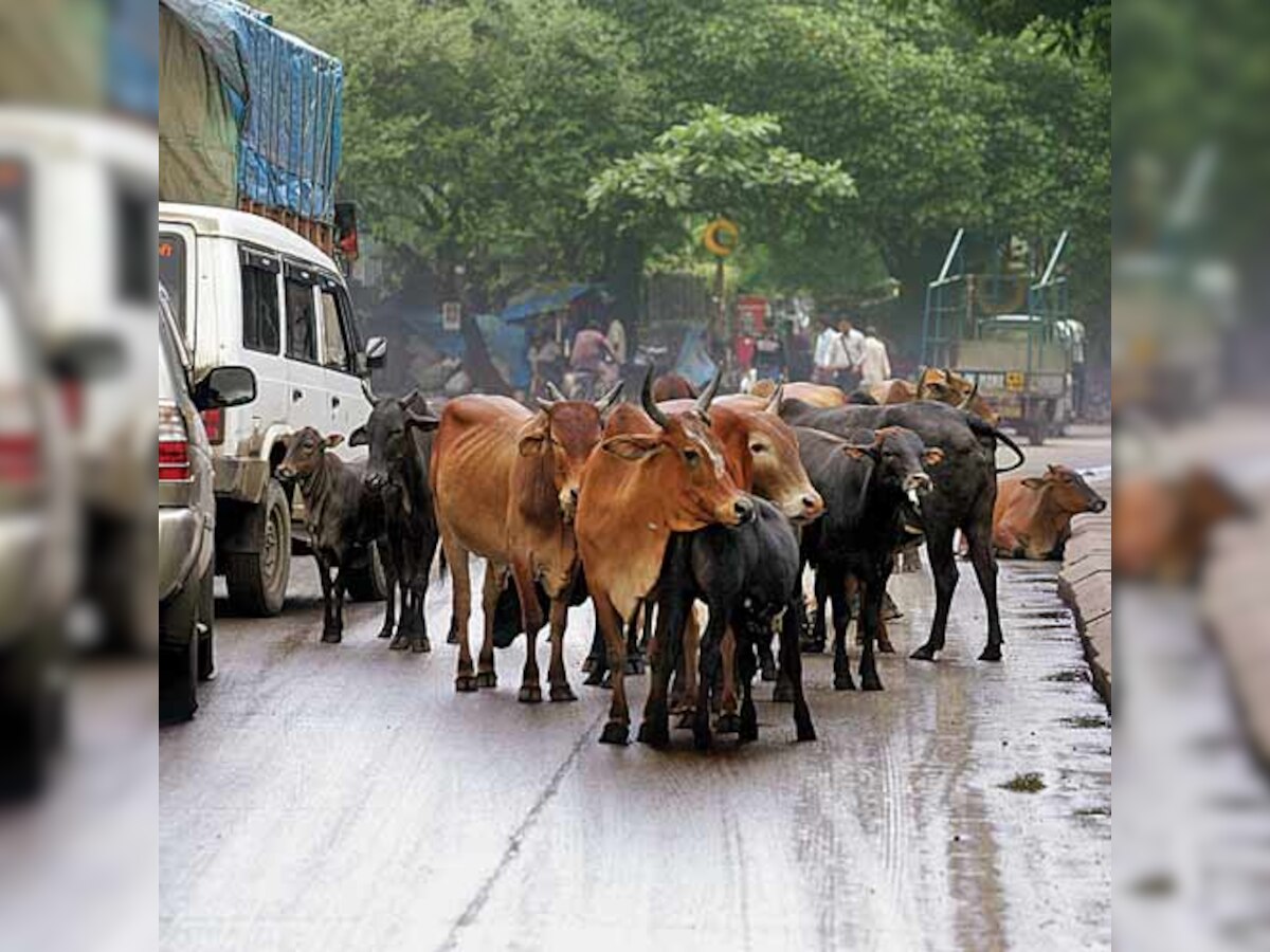 Kamothe police arrests one for transporting bullocks with fake permit