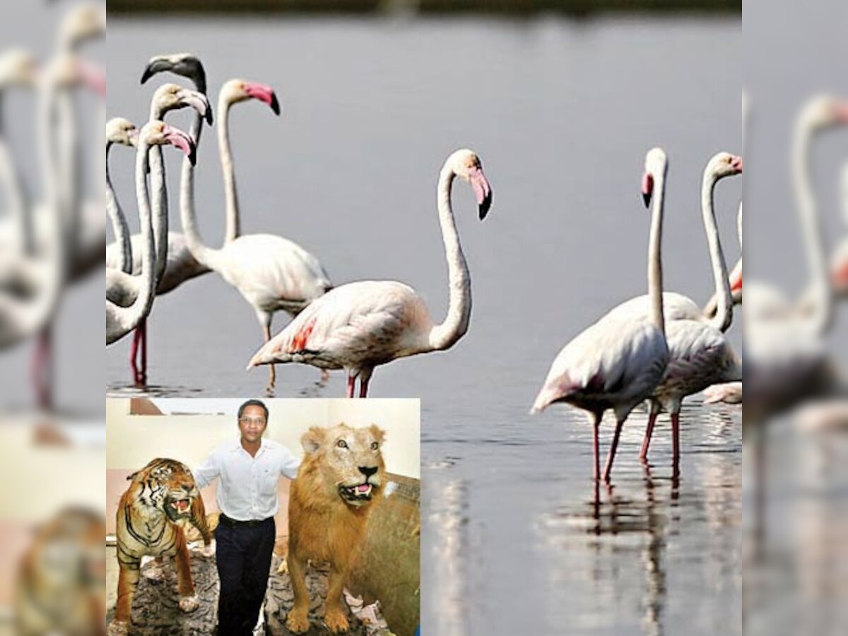 Dead flamingo to come alive at Sanjay Gandhi National Park soon