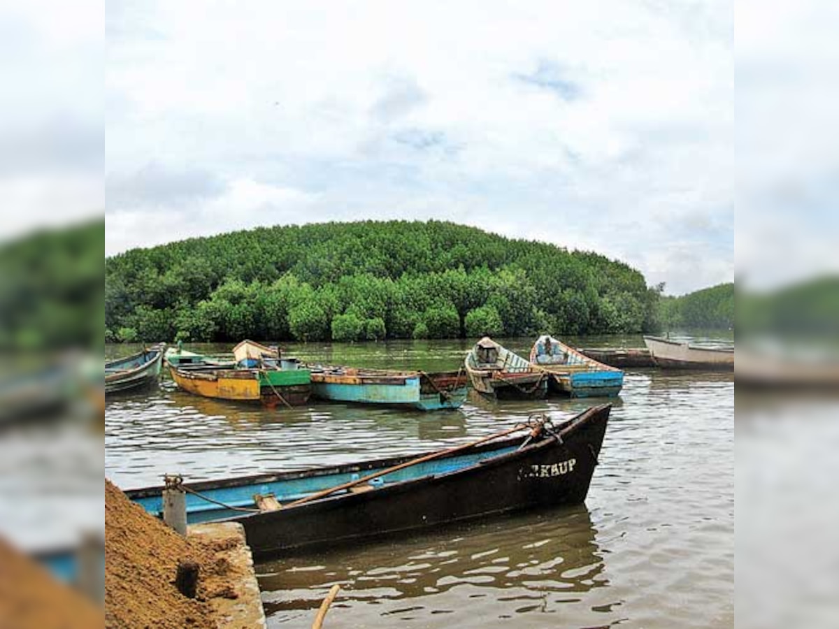 Clean and green, Karnataka's mangroves drawing tourists by the dozen