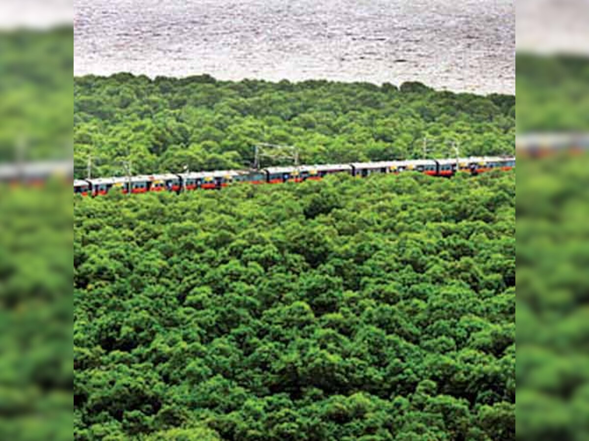 dna special: Mangroves - Reserved forest status likely