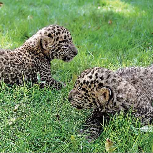 The Bangalore with animal spirit shows spirit for animals The Bangalore with animal spirit shows spirit for animals