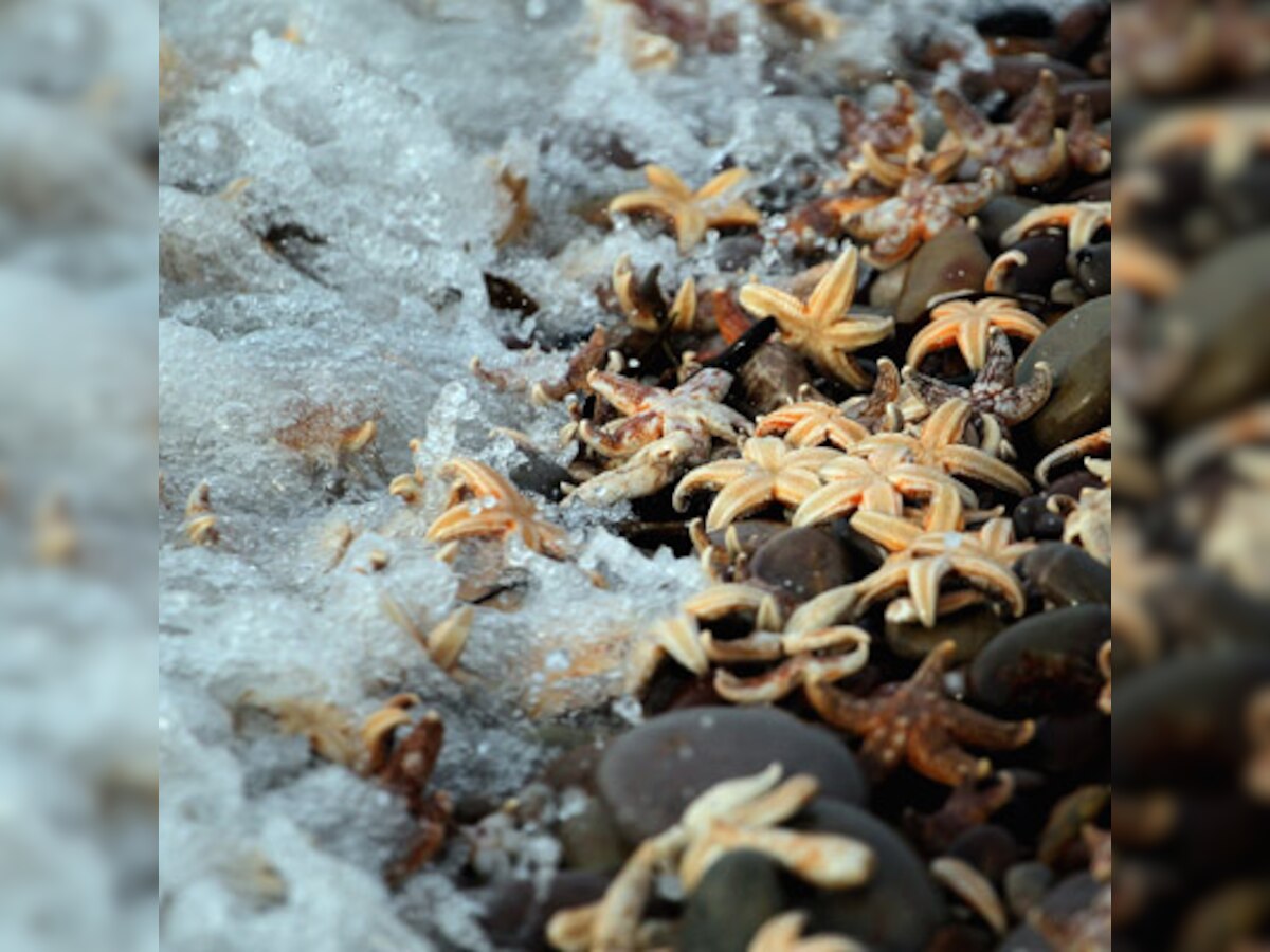 Mysterious disease turning starfish to 'slime' on US West Coast